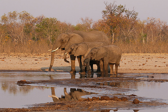 Hwange NP