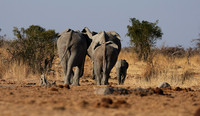 Hwange NP