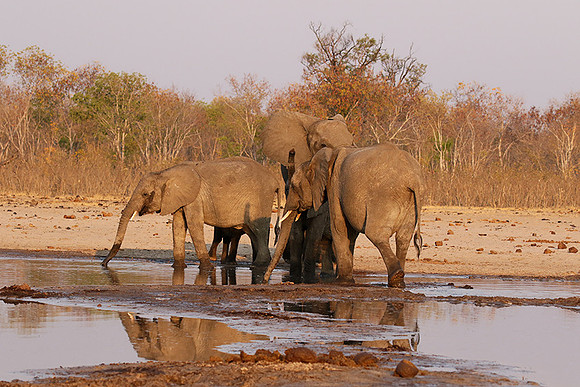 Hwange NP