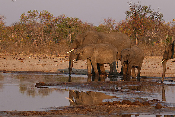 Hwange NP