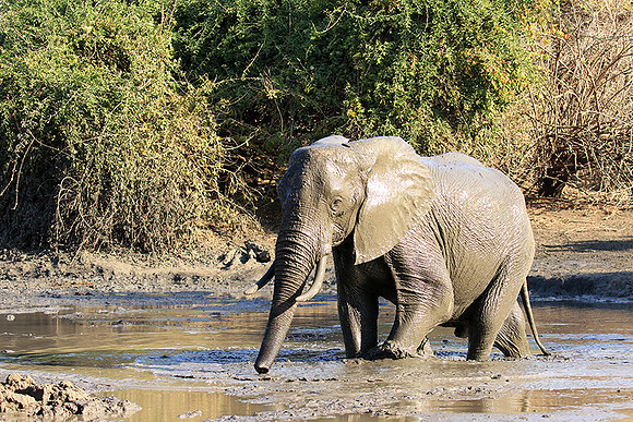 Mana Pools NP