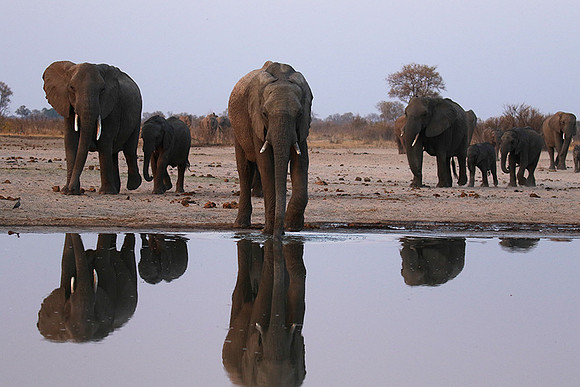Hwange NP