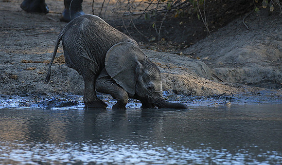Mana Pools NP