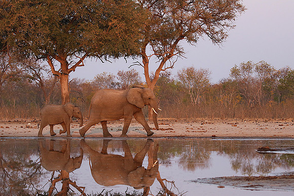 Hwange NP