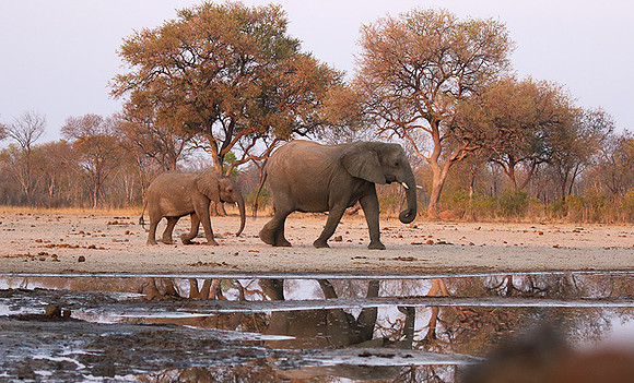 Hwange NP