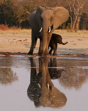 Hwange NP