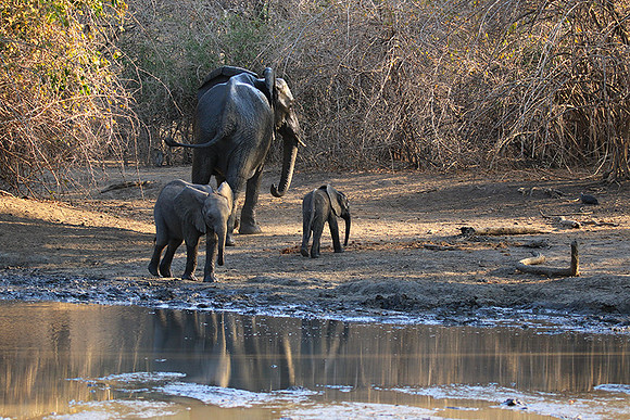 Mana Pools NP