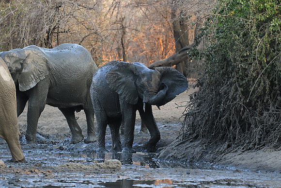 Mana Pools NP