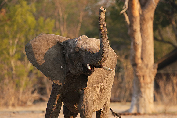 Hwange NP