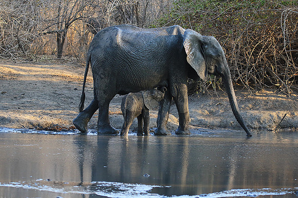 Mana Pools NP