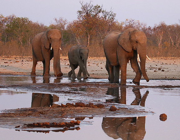 Hwange NP