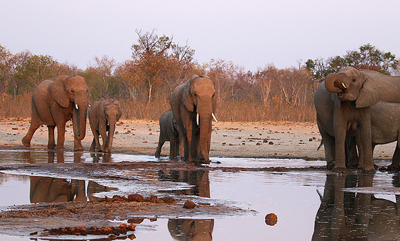 Hwange NP