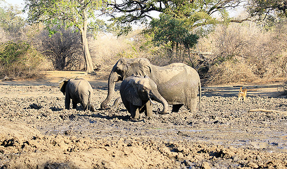 Mana Pools NP
