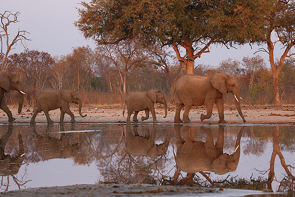 Hwange NP