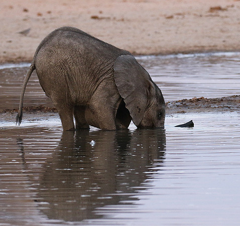 Hwange NP