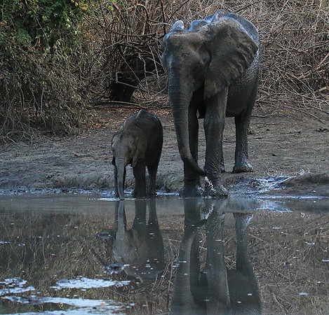Mana Pools NP
