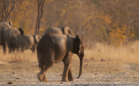 Hwange NP