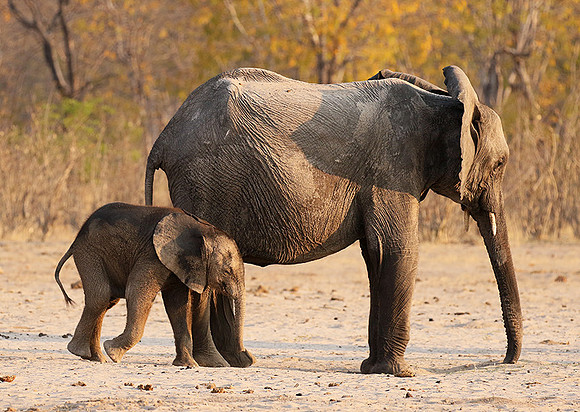 Hwange NP