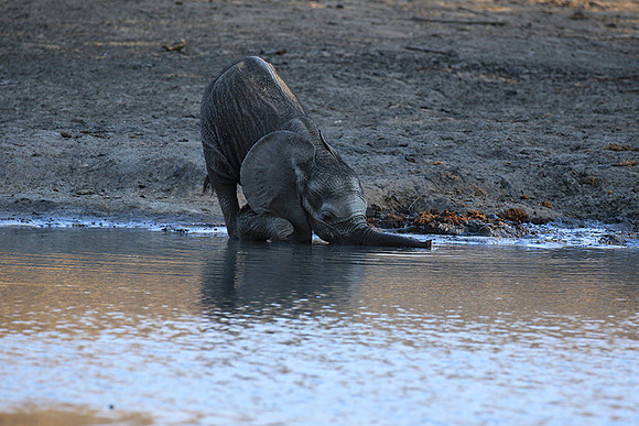 Mana Pools NP