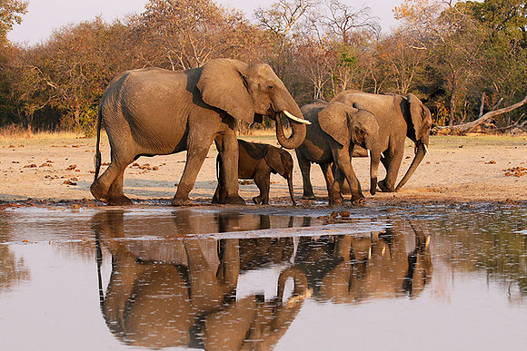 Hwange NP