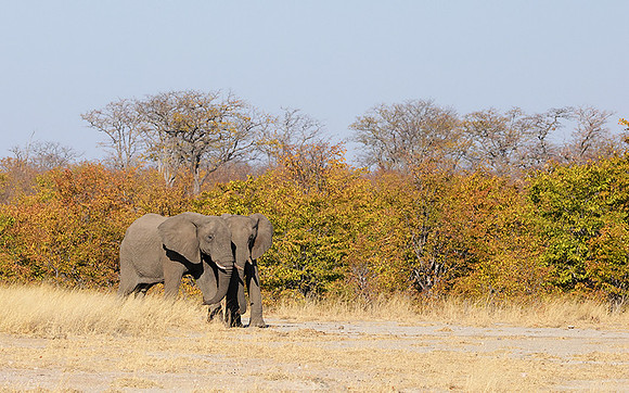 Hwange NP