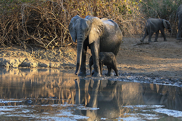 Mana Pools NP