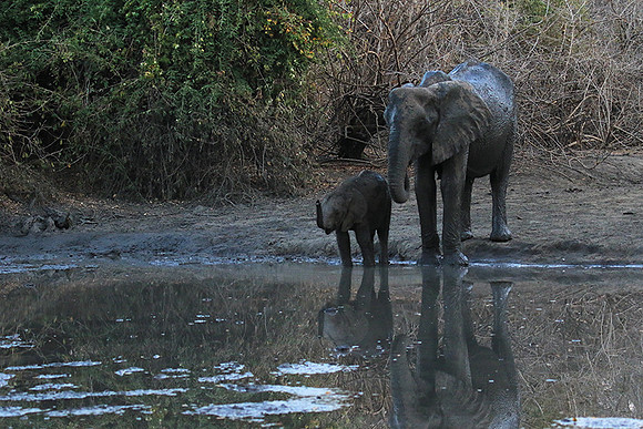 Mana Pools NP