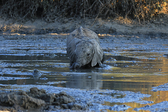 Mana Pools NP