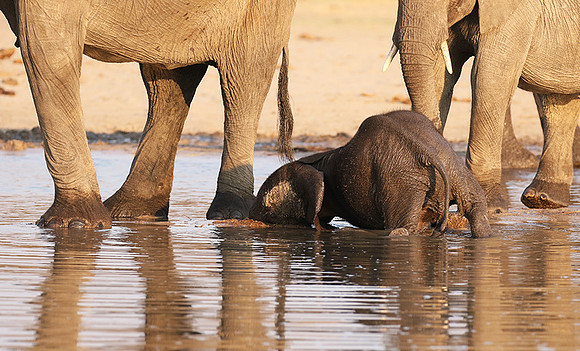 Hwange NP