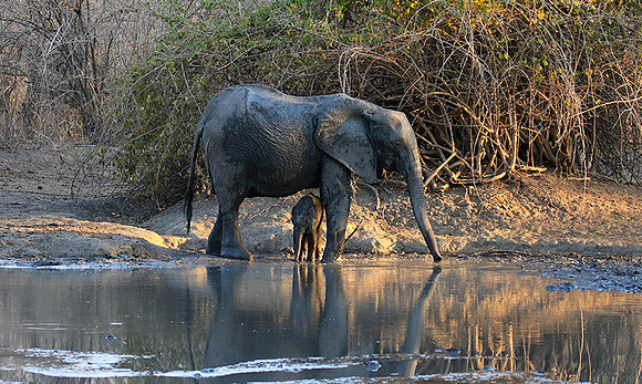 Mana Pools NP