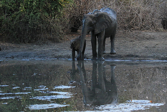 Mana Pools NP