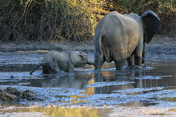 Mana Pools NP