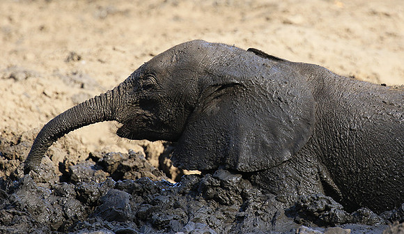 Mana Pools NP