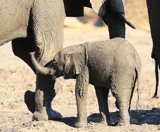 Mana Pools NP