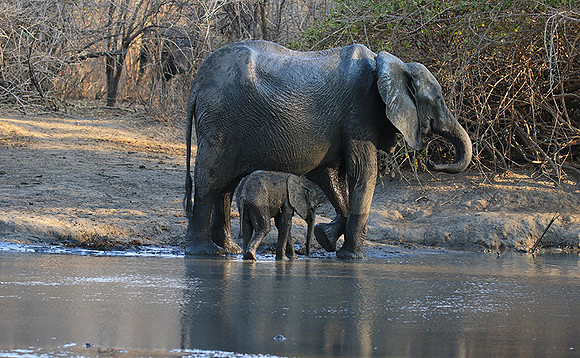 Mana Pools NP
