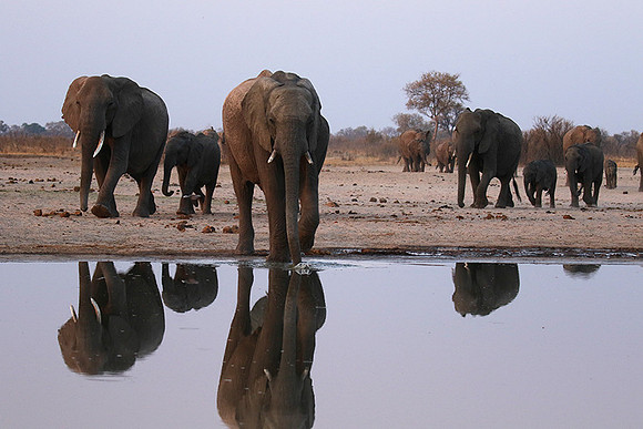 Hwange NP