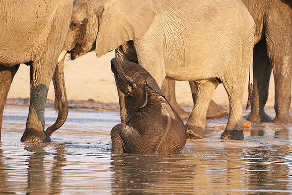 Hwange NP