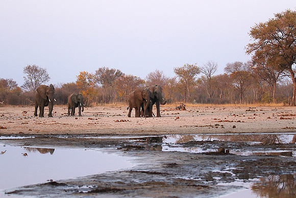 Hwange NP