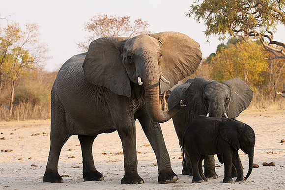 Hwange NP