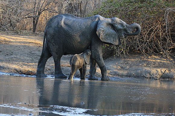 Mana Pools NP