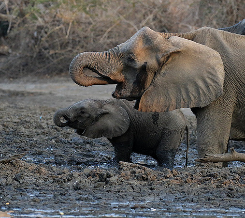 Mana Pools NP