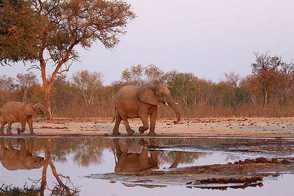Hwange NP