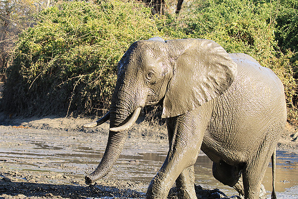 Mana Pools NP