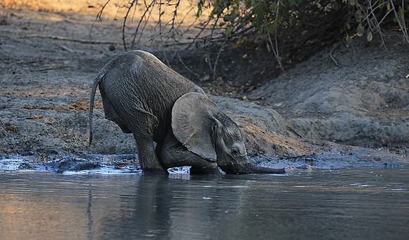 Mana Pools NP