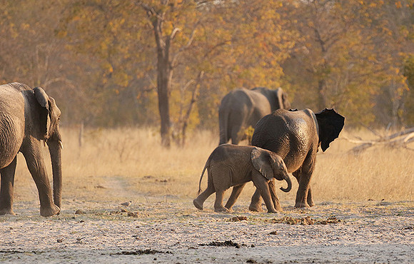 Hwange NP