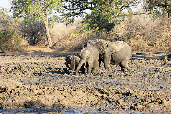 Mana Pools NP