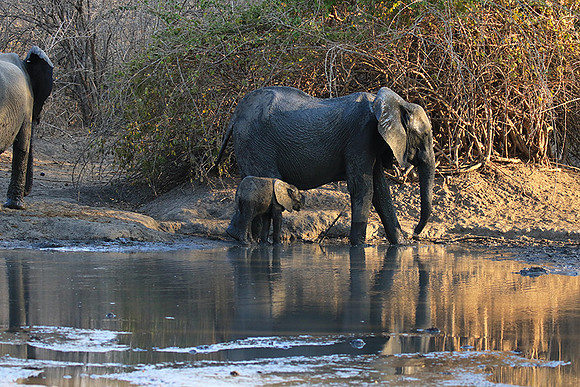 Mana Pools NP