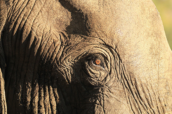 Mana Pools NP