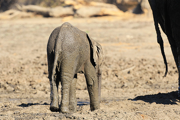 Mana Pools NP