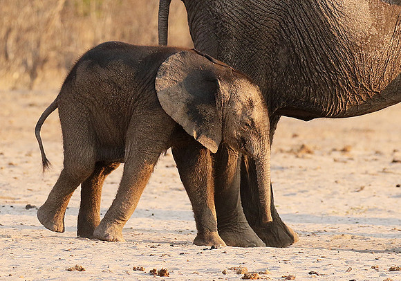 Hwange NP
